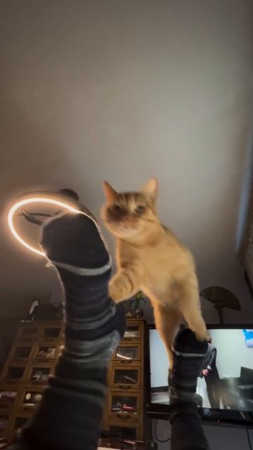 Акробатические кототрюки