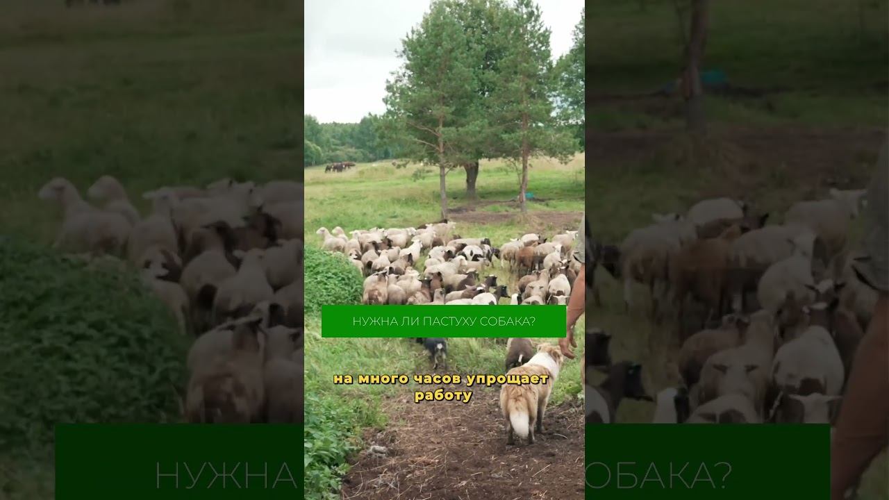 Собака-пастух: зачем она нужна на самом деле? #фермер #собака #животные