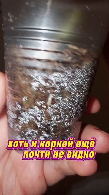 Цветочки - лепесточки 🌹