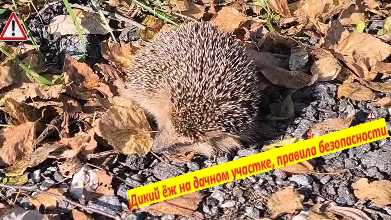 Прогулки на природе