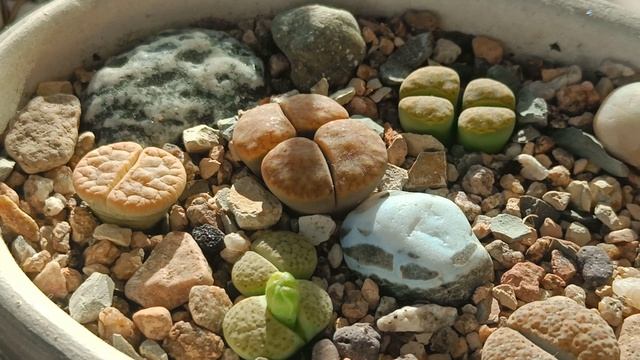 Кактусы и суккуленты