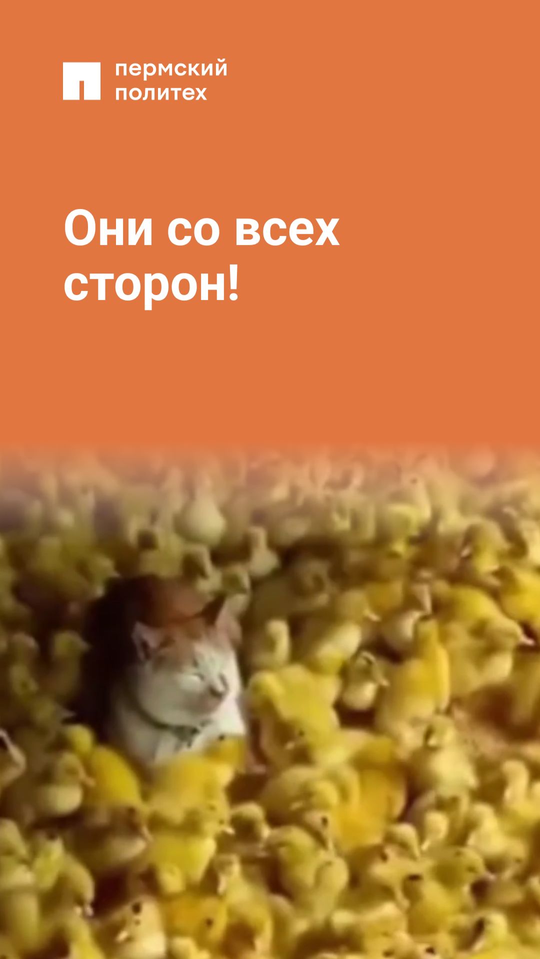 Они со всех сторон!