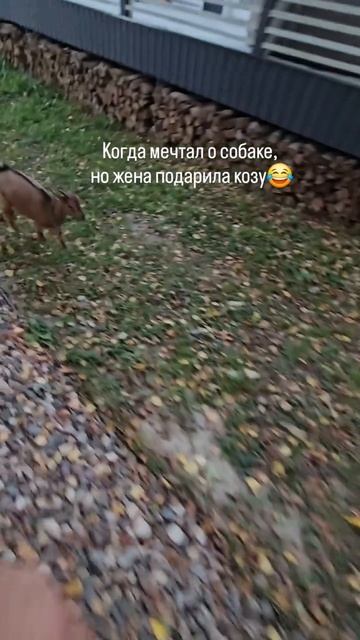 Жена подарила козу
