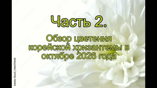 Хризантема Корейская
