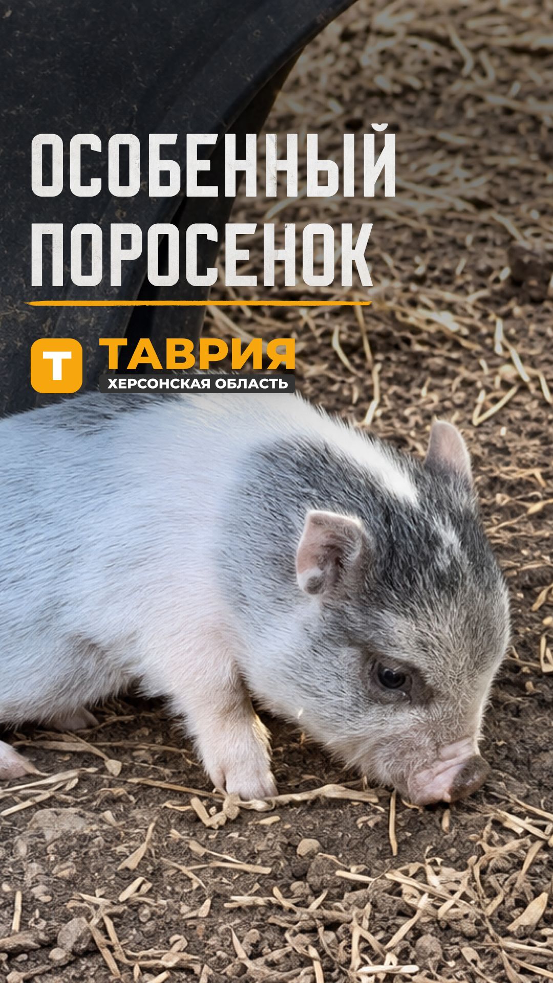 Особенный поросенок