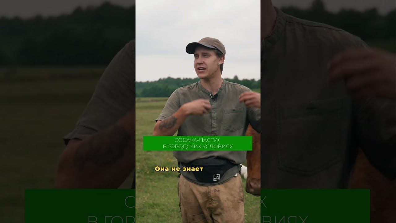Почему не стоит заводить пастушью собаку в городе? #собаки #питомцы #бордерколли