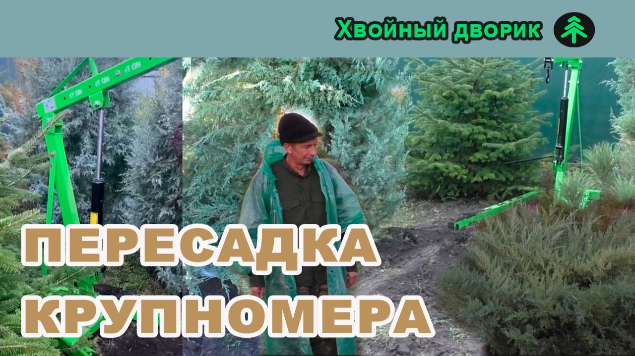Как выращивать хвойные? Уход за хвойными растениями