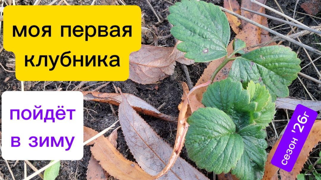 Растениеводство