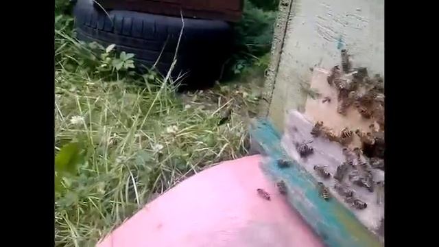 НАДЕЖНОЕ ПЧЕЛОВОДСТВО