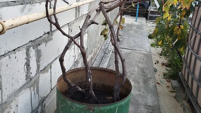 ДАЧА