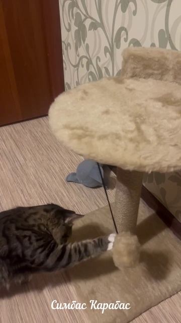 Живой Симба!)