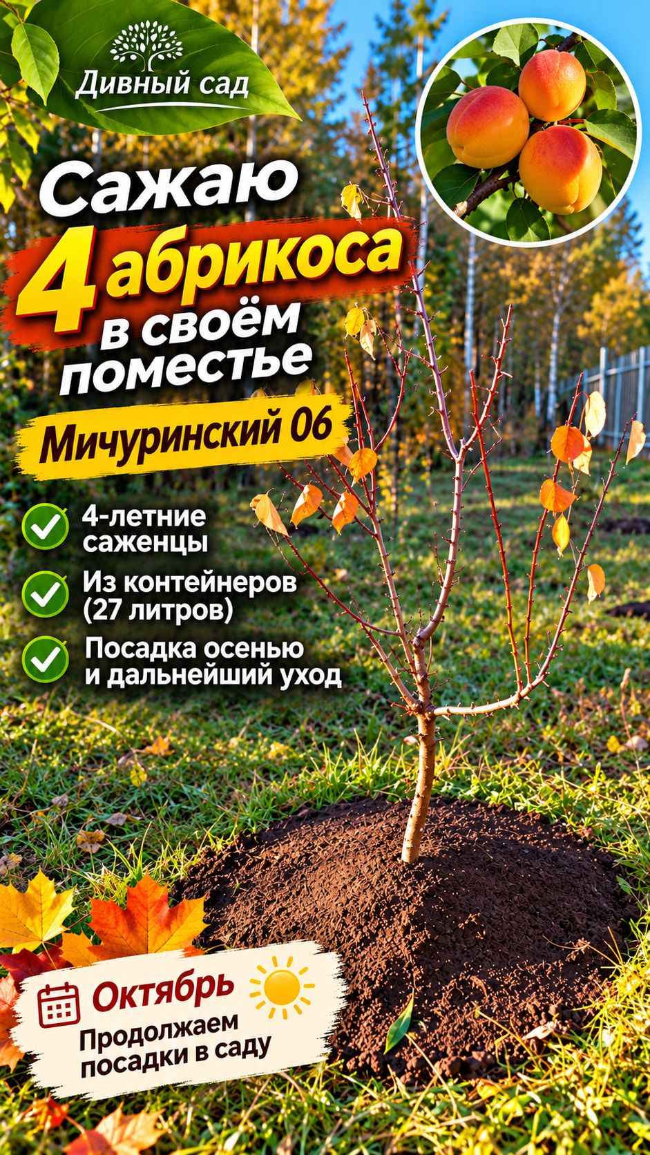 Абрикосы в Нижегородской области