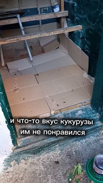 Мои птицы: голубь Гришка и цыплята!