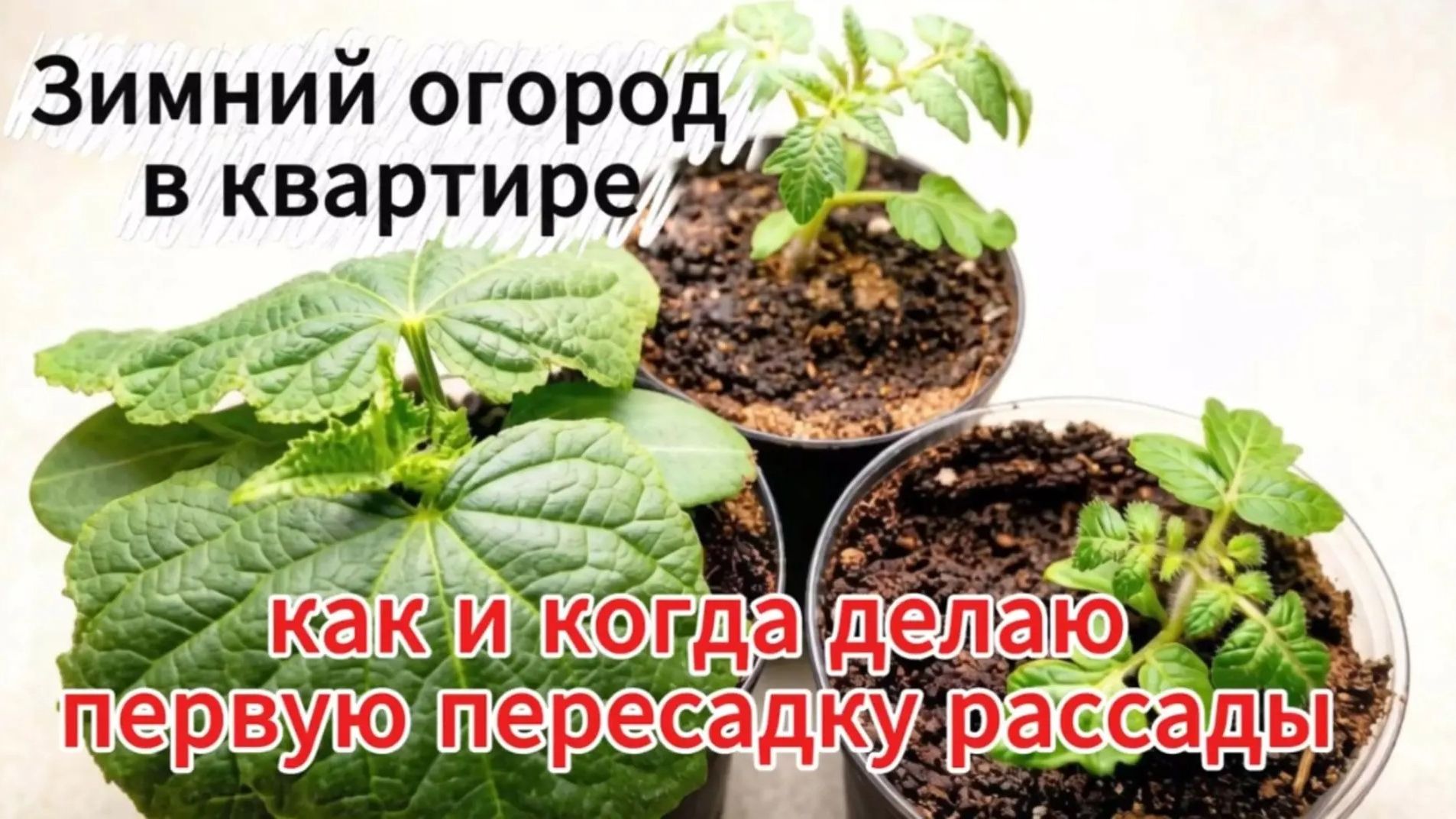 огород и эксперименты