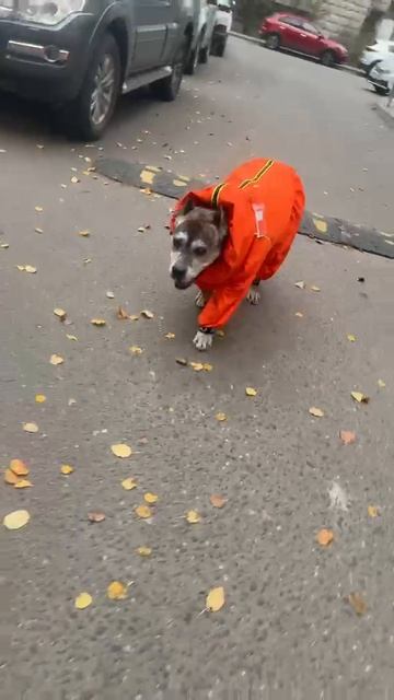 rutube.ru