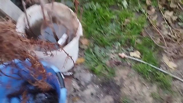 ВИНОГРАД