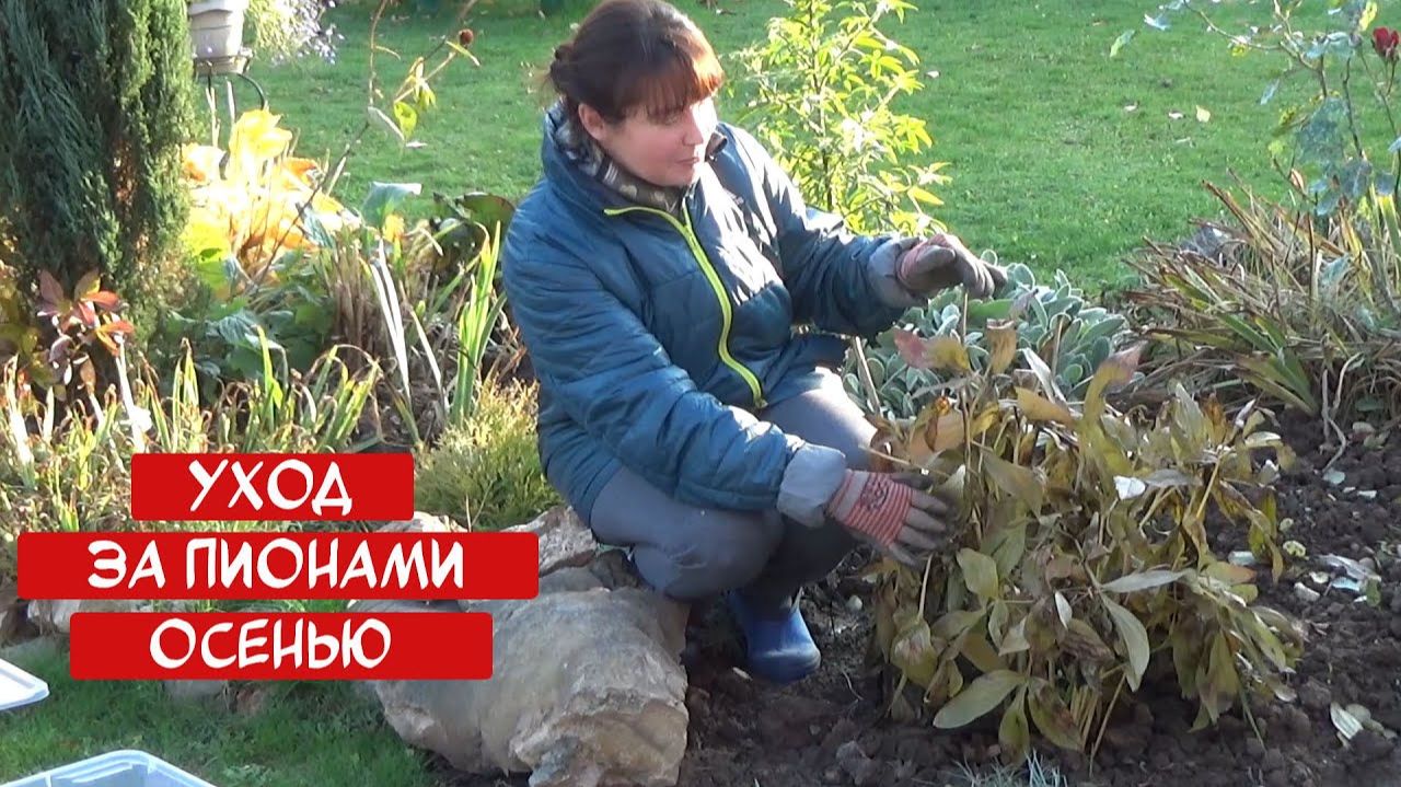 Уход за ПИОНАМИ ОСЕНЬЮ. Когда обрезать пион Чем подкормить Надо ли поливать
