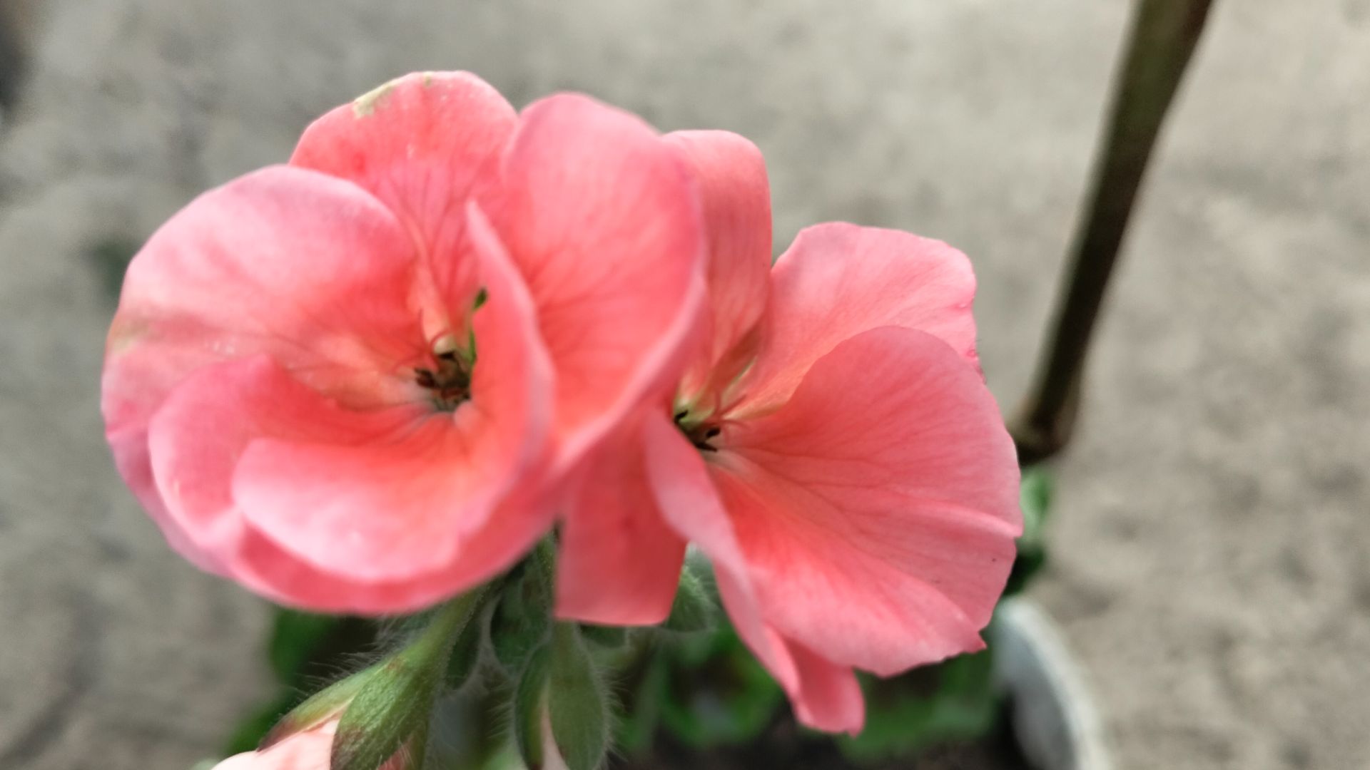 Наши цветы 💐