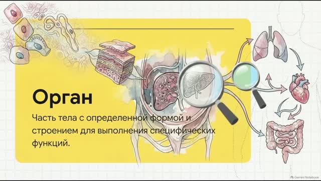Биология 10 класс 33 Органы Системы органов