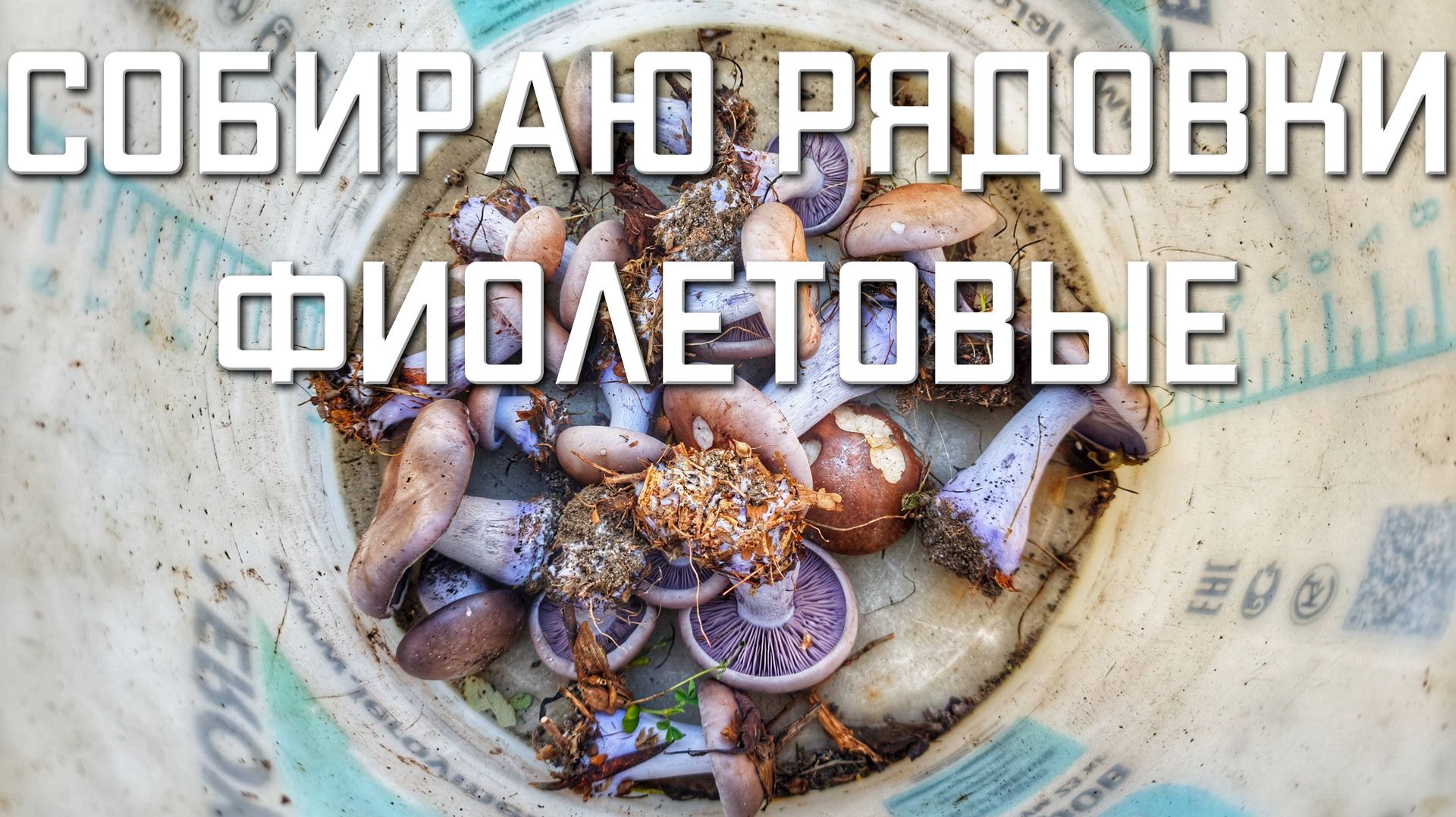 Грибы