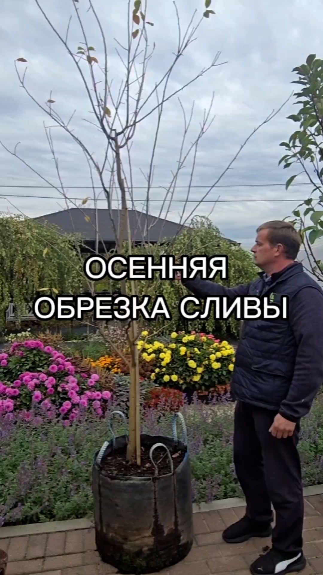Плодовый сад. Выращивание, уход, обрезка
