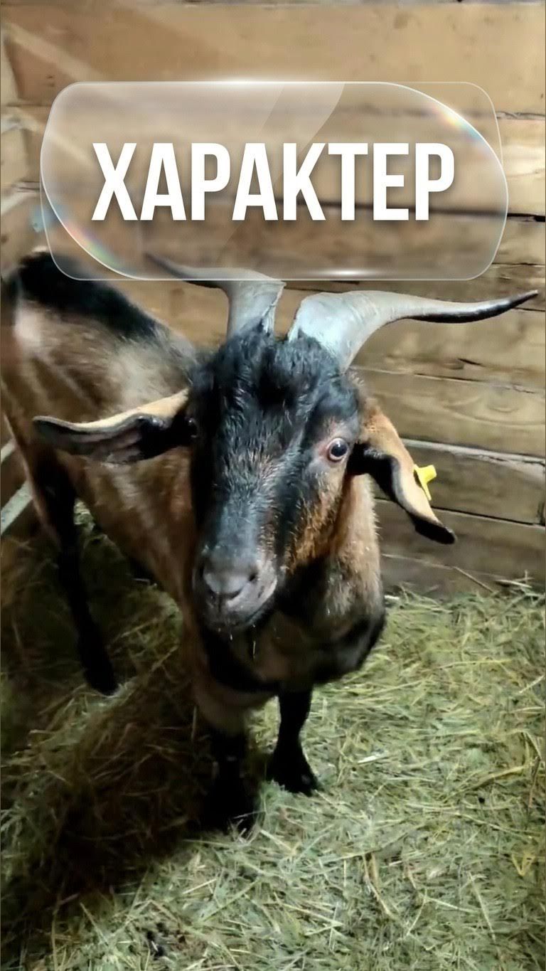 ОН СТАНОВИТСЯ ОПАСЕН?! 😱 Козёл Лунтик показал характер 🐐⚡