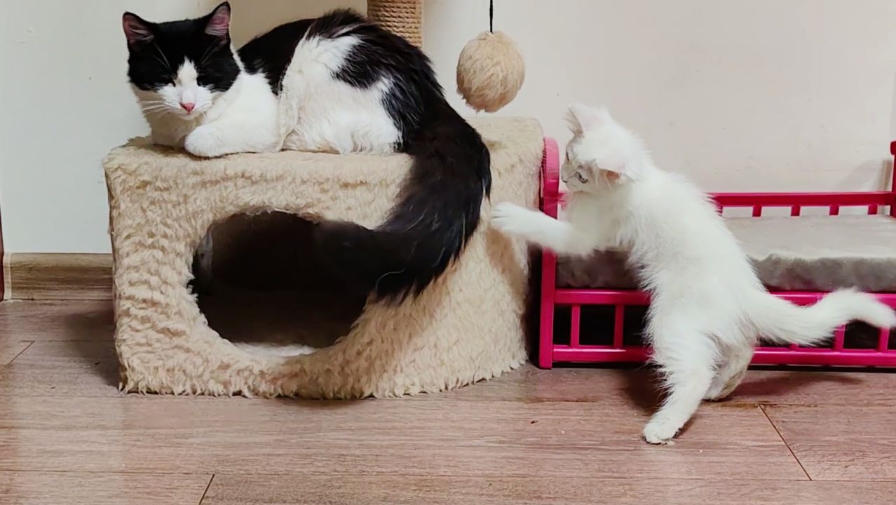Мама-кошка и ее котята.