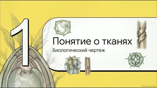 Биология 10 класс 31 Ткани растений