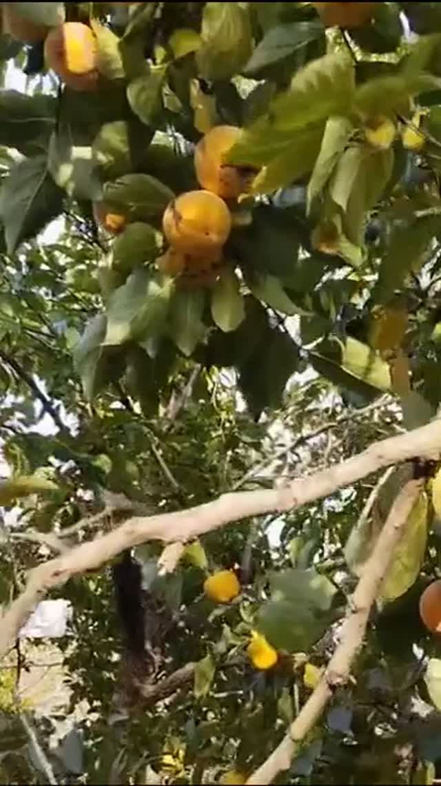 Разное дачное и нецветочное