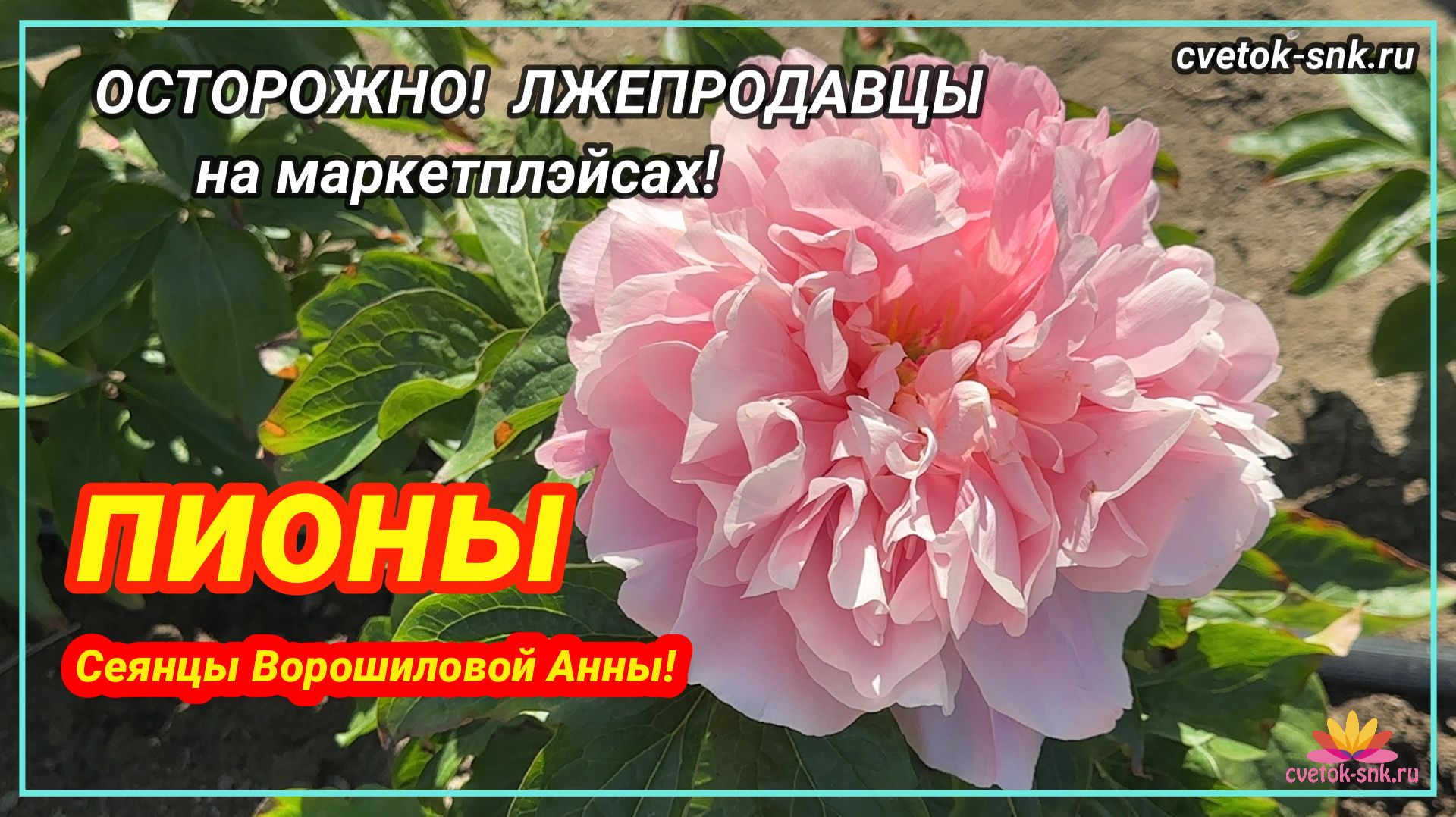 Пионы