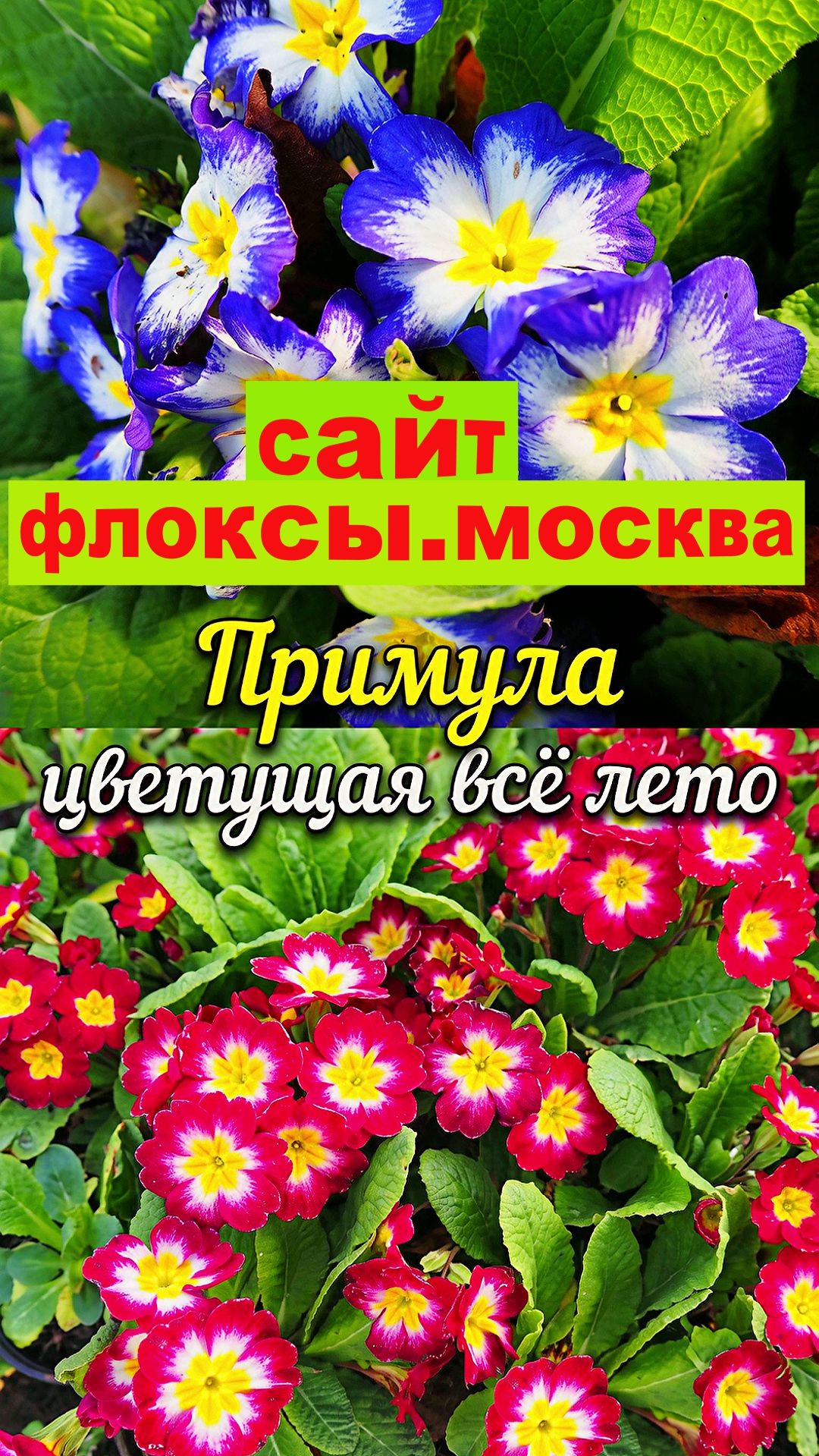 Примула