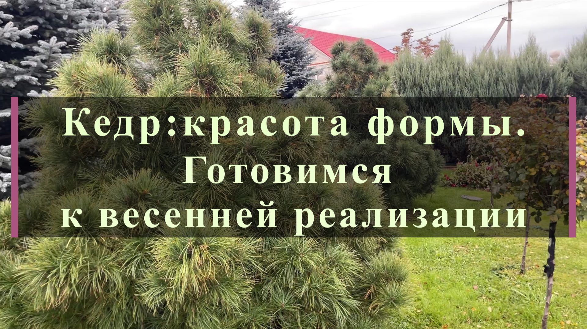 Хвойные