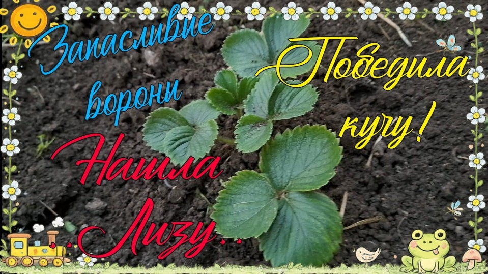 Александровка. Вороний набег. Работаю на участке.
