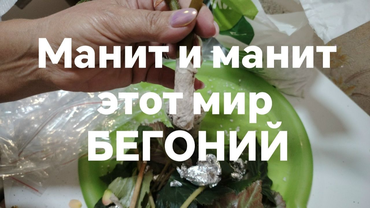 бегонии