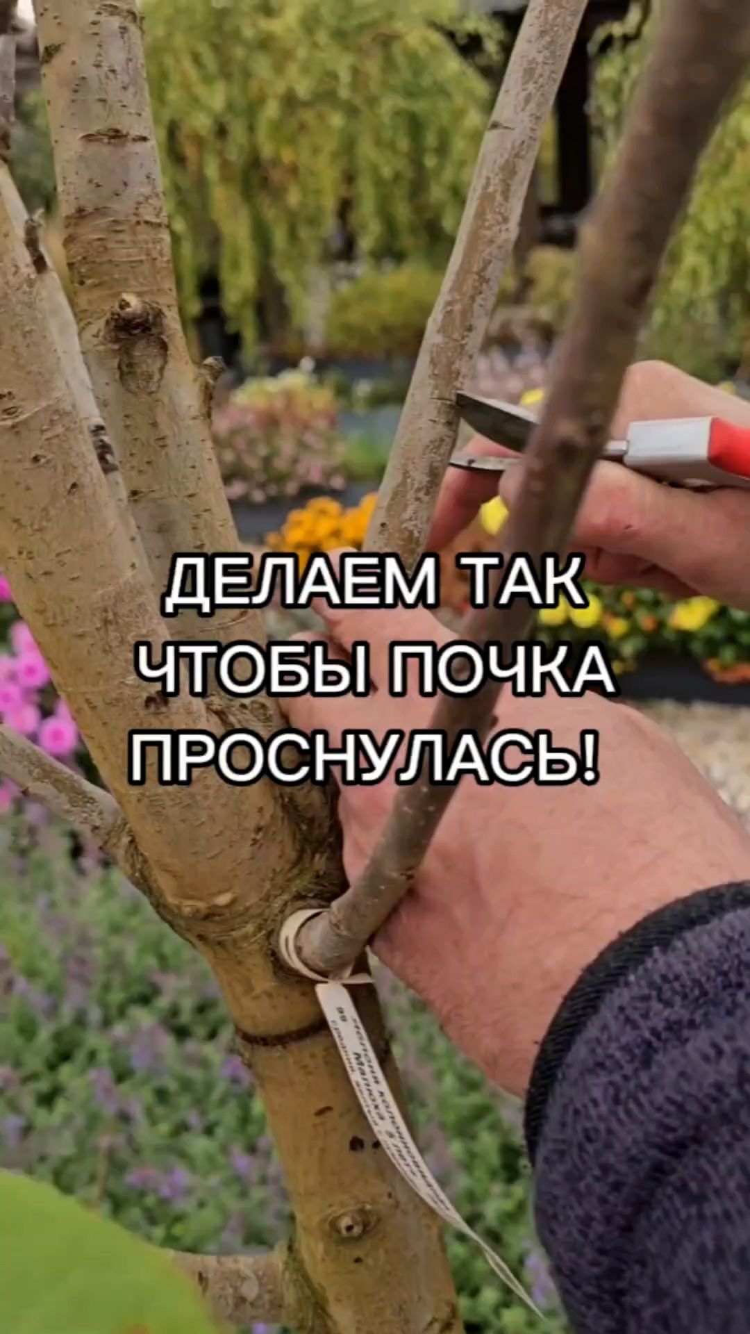 Плодовый сад. Выращивание, уход, обрезка