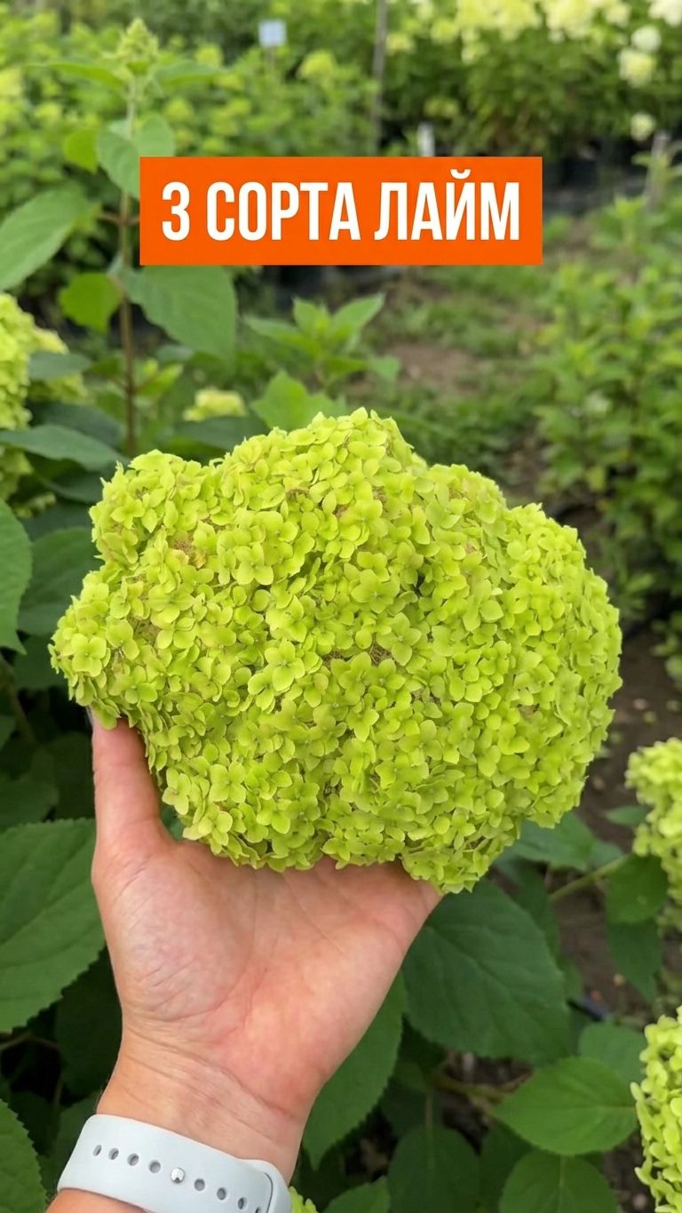Для садовода