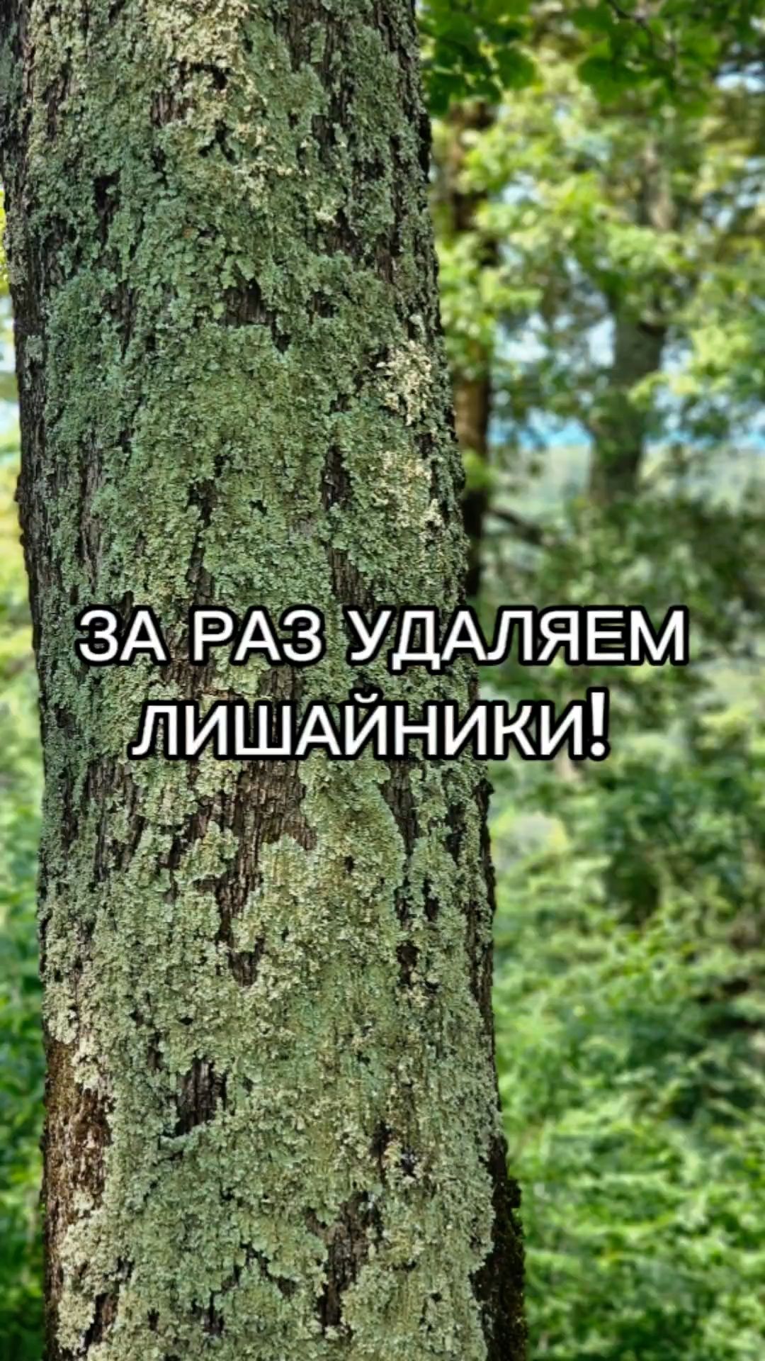 Плодовый сад. Выращивание, уход, обрезка