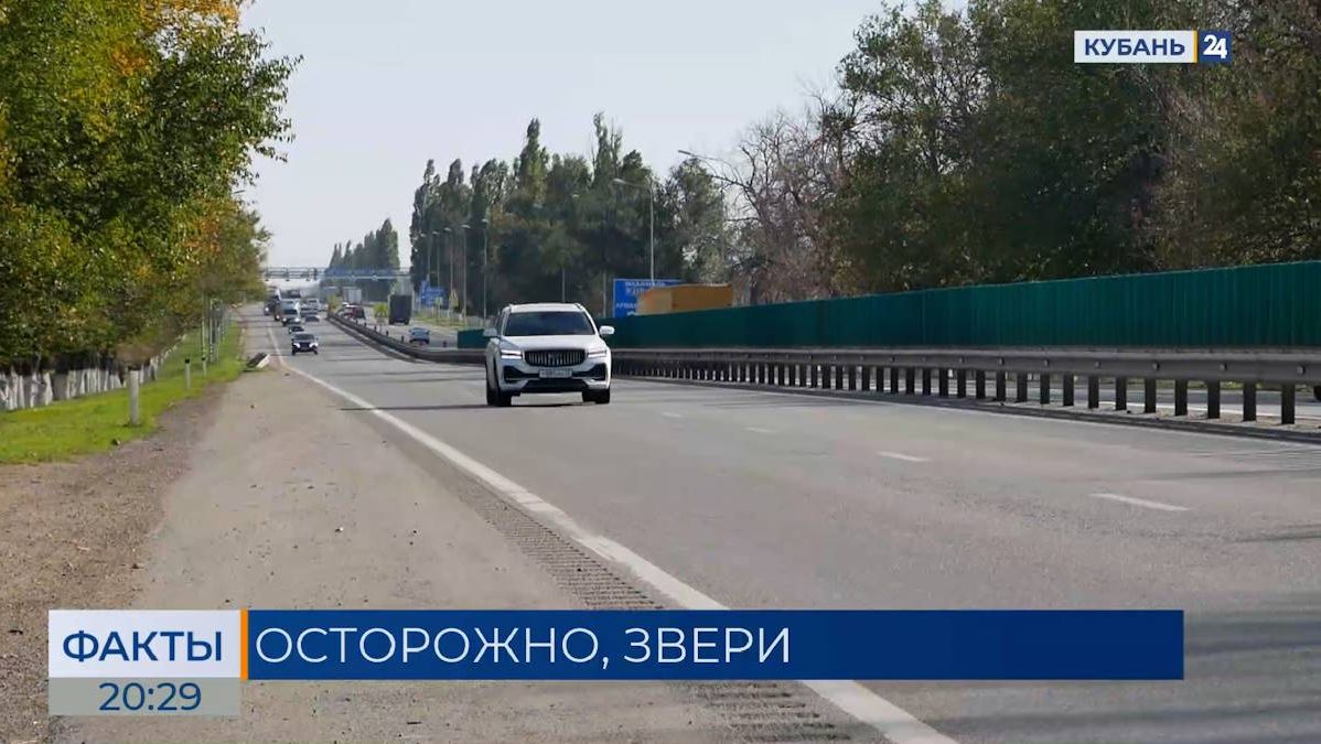 Факты