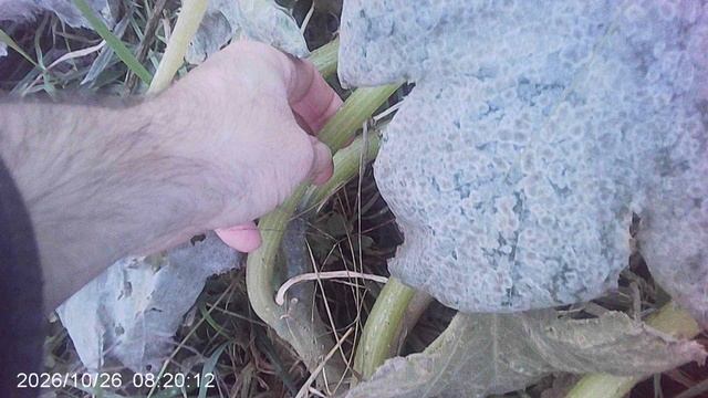 Растим кабачки