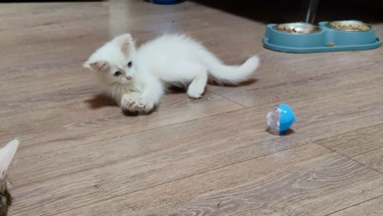 Милые котята.