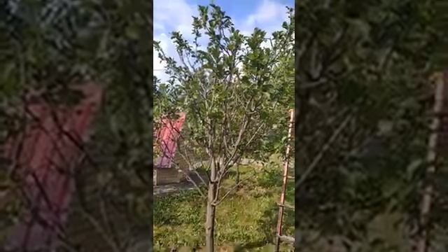 Сад и огород