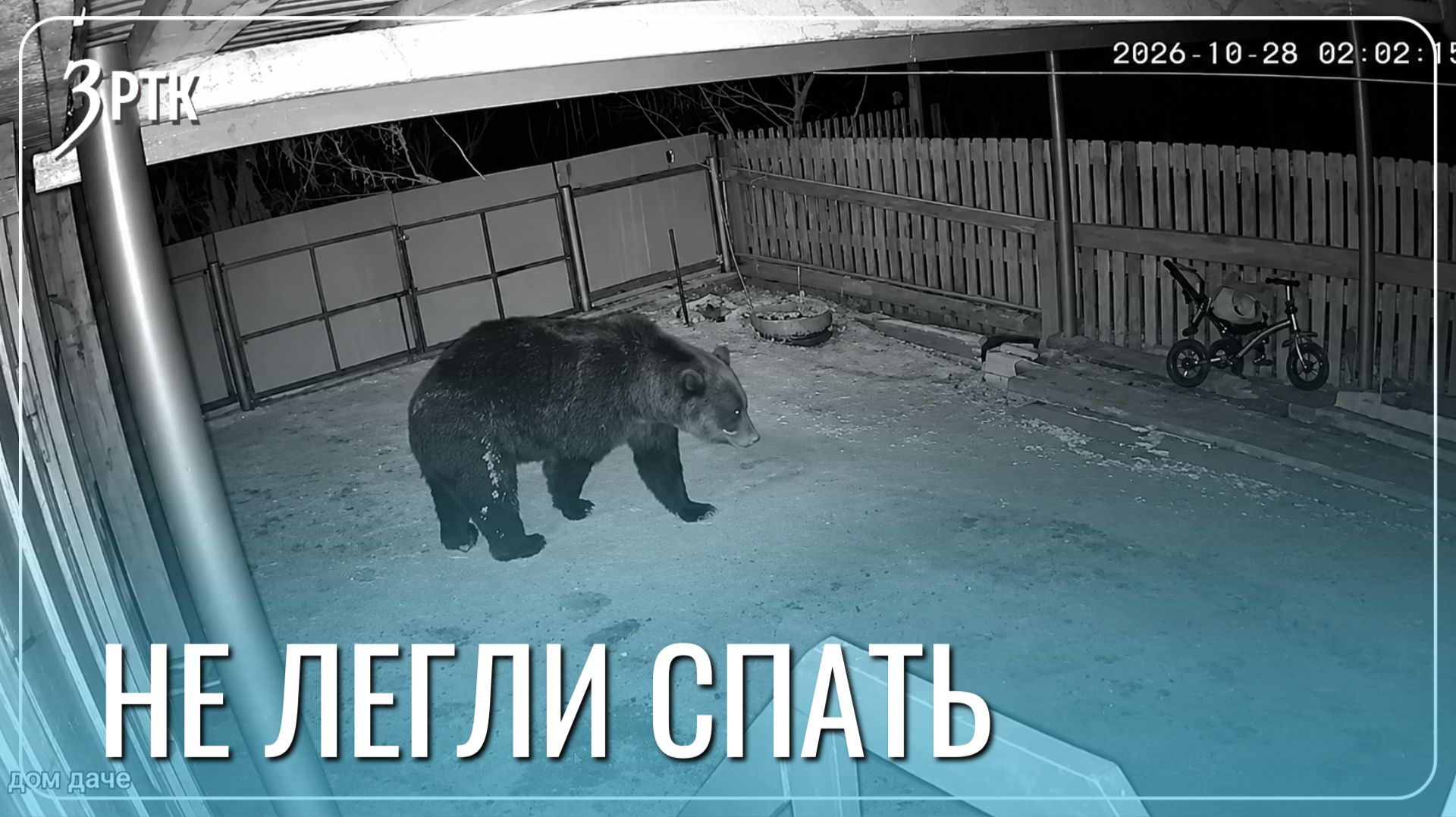 Медведи-шатуны округа Забайкалья остаются под патрулированием охотоведов