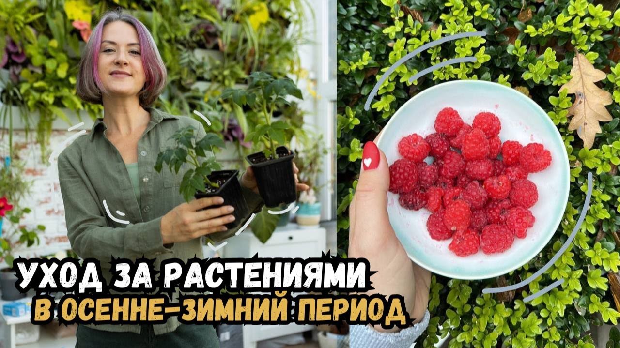 КОМНАТНЫЕ РАСТЕНИЯ ОСЕНЬЮ — ПОЧЕМУ ЖЕЛТЕЮТ ЛИСТЬЯ И КАК СПАСТИ ЦВЕТЫ ПЕРЕД ЗИМОЙ