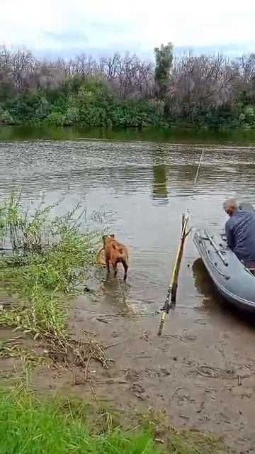 rutube.ru