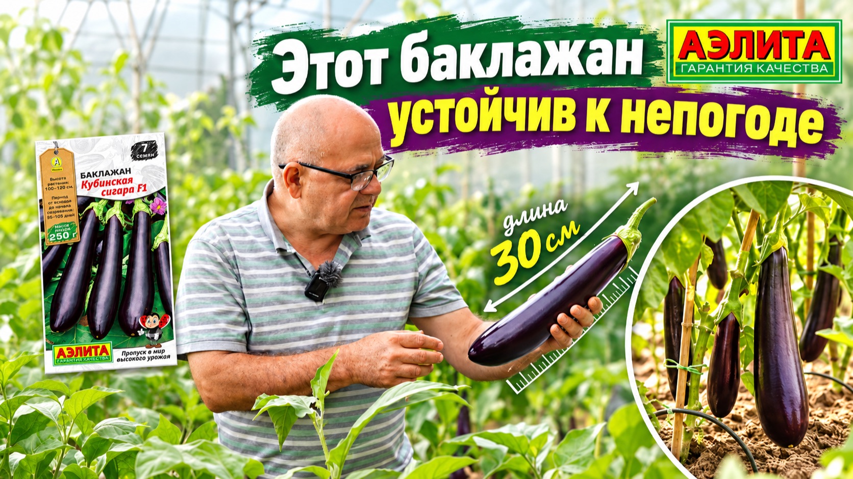 Баклажан