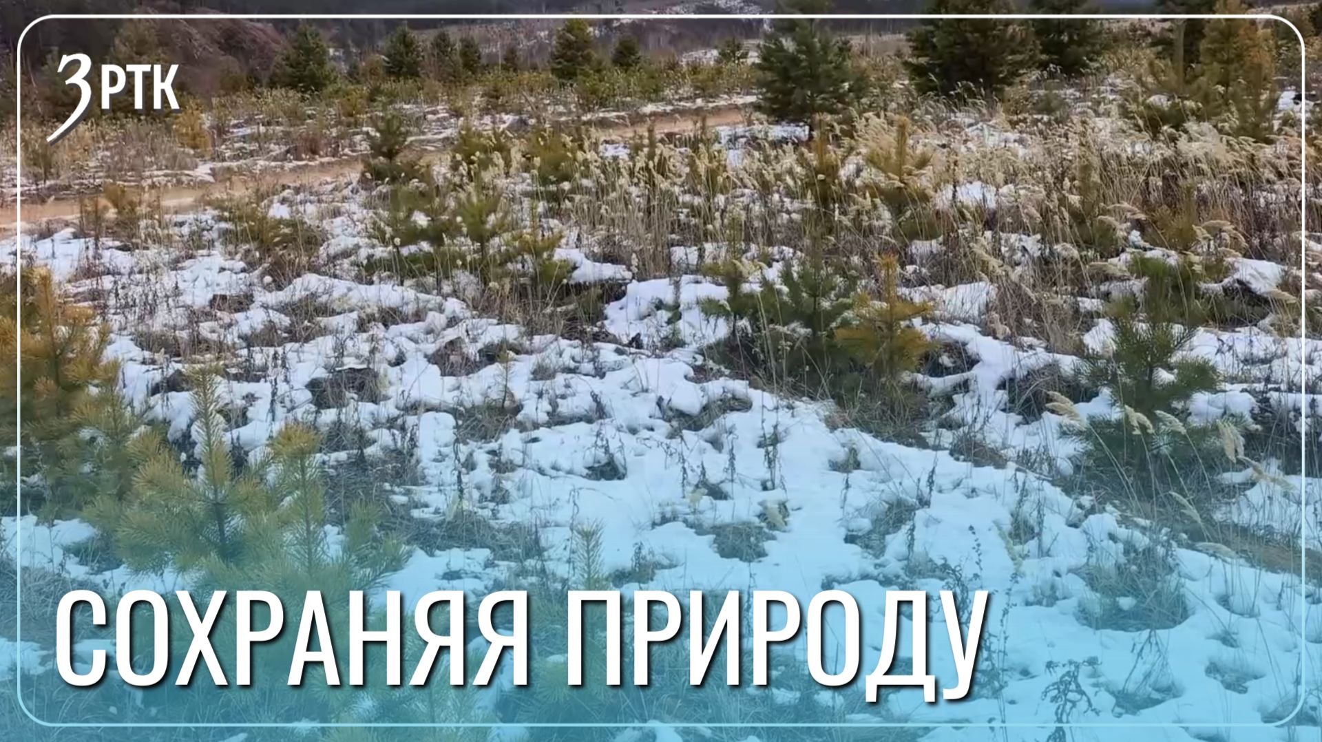 Высаженный в 2021 году сосновый лес успешно прижился