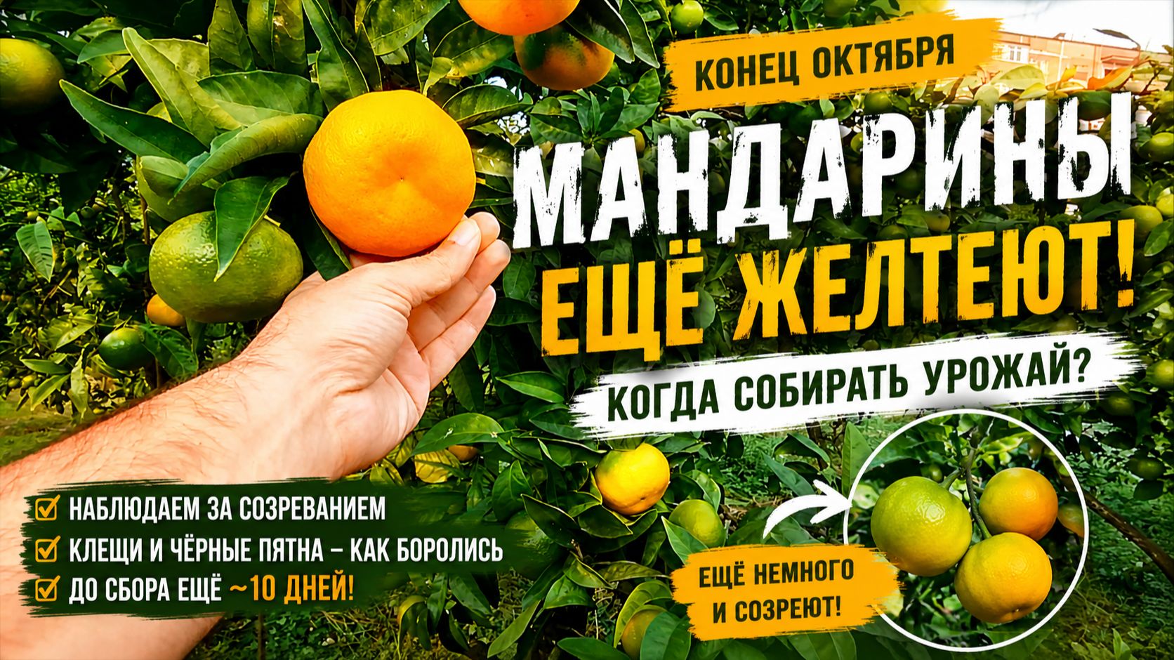 Огород