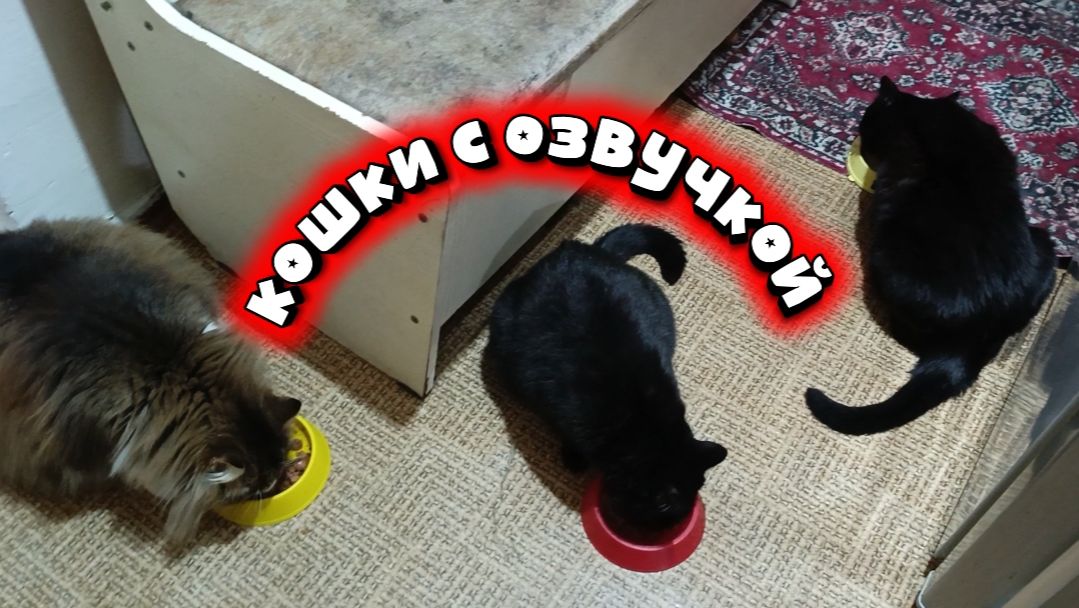 Кошки с озвучками.