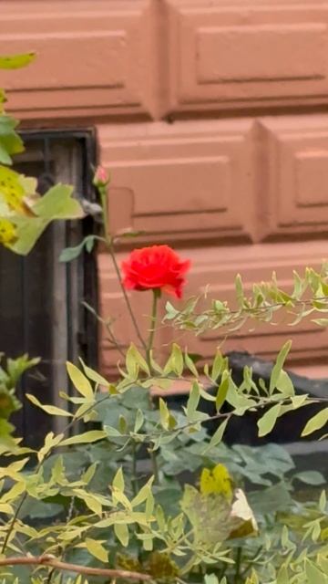 Чудеса природы
