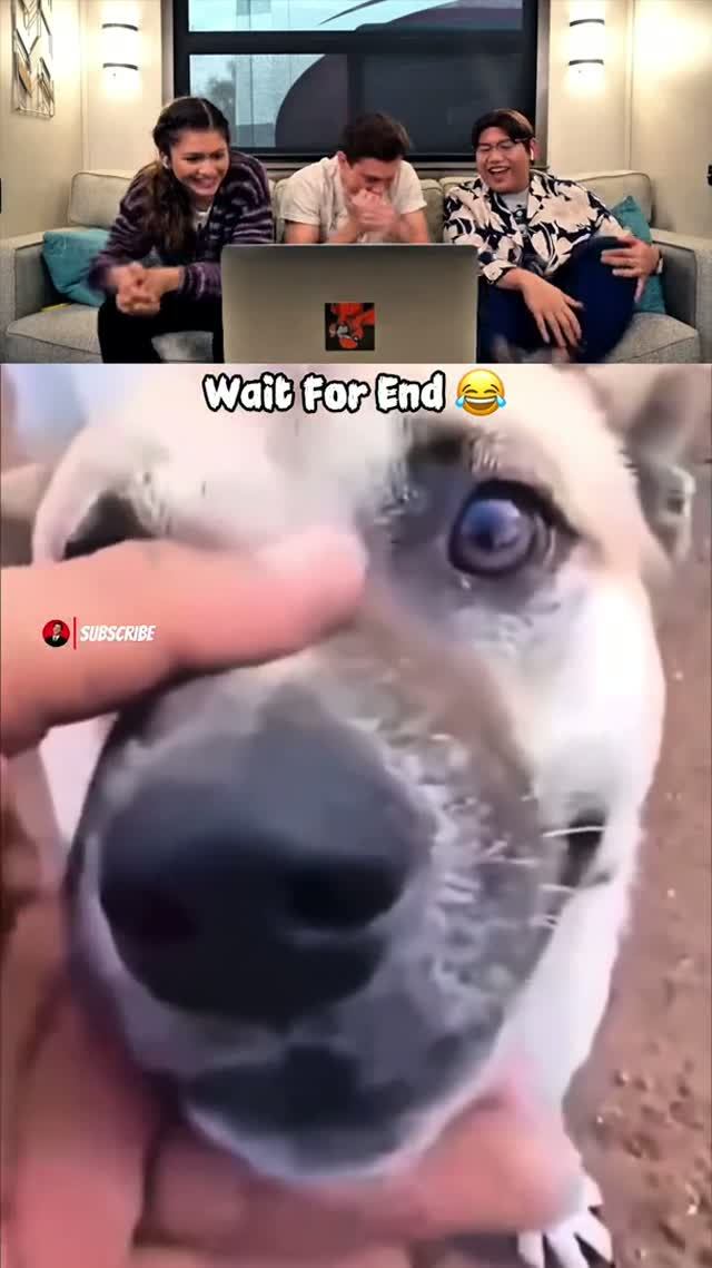 Смешные видео